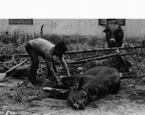 KT21_26012015_KORBAN_LEMBU