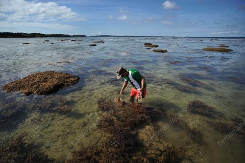 PENCARI HIDUPAN LAUT - MUSIM SURUT BESAR