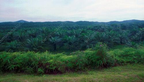 LADANGK1_20012016