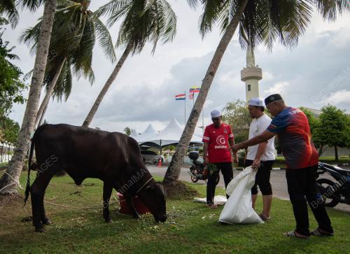 PERSIAPAN HAIWAN KORBAN AIDILADHA