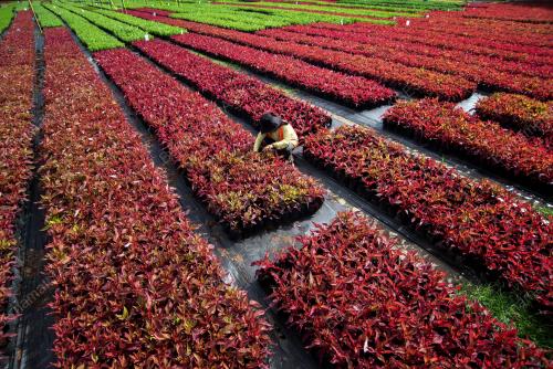 BORNEO_FLORAL
