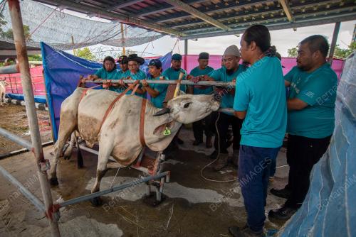 IBADAH KORBAN AIDILADHA