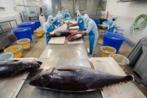 TUNA INDUSTRY