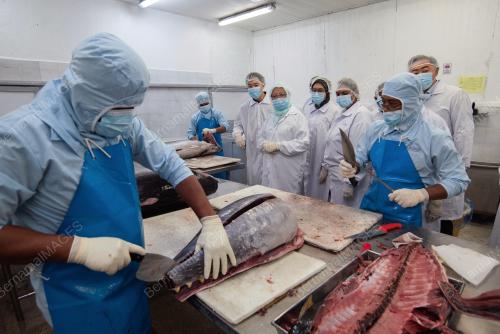 KILANG PEMPROSESAN IKAN TUNA