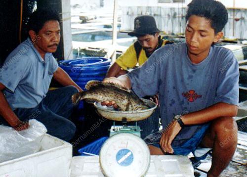 LGK01-IKAN_SANGKAR_13012016