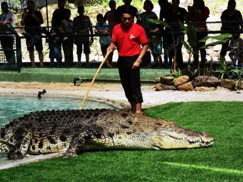 LGK01_10122018_PENGENDALI_BUAYA