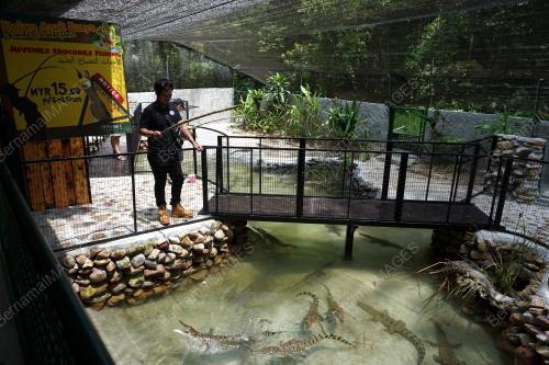 LGK01_13062019_PANCING_BUAYA