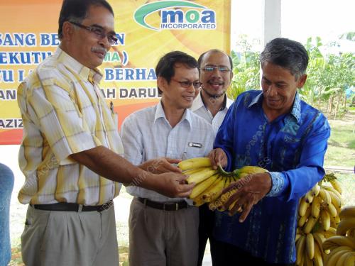 PISANG BERANGAN