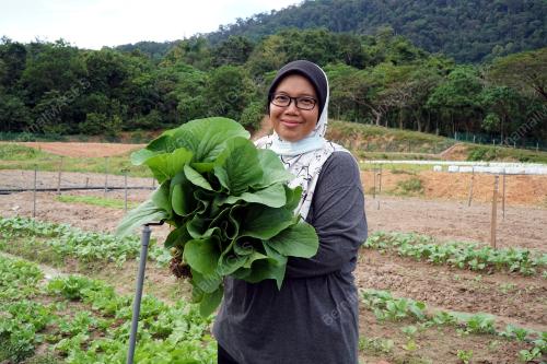 LADANG KONTRAK SAYURAN