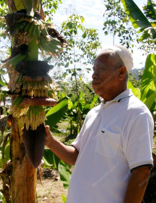 PISANG BERANGAN
