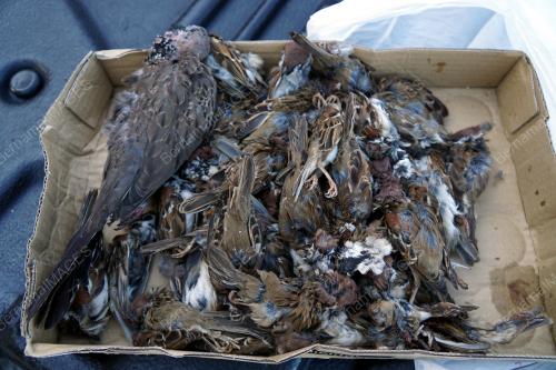 BURUNG CIAK RUMAH