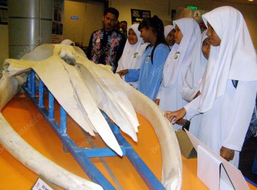 TULANG IKAN PAUS