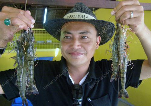 UDANG HARIMAU