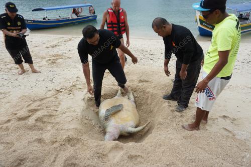 LGK01_29072019_BANGKAI_PENYU
