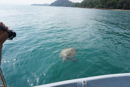 LGK02290719_BANGKAI_PENYU_29072019