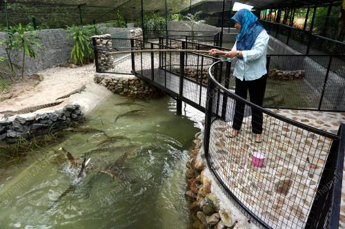 LGK02_13062019_PANCING_BUAYA