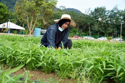 LADANG KONTRAK SAYURAN