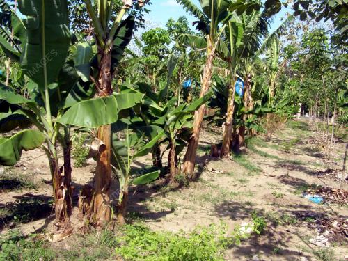 PISANG BERANGAN