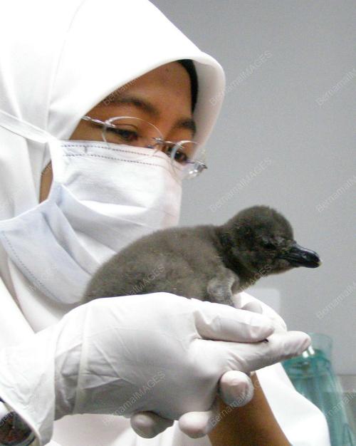 PENGUIN