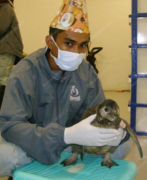 PENGUIN AFRIKA