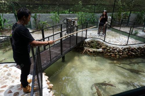 LGK03_13062019_PANCING_BUAYA