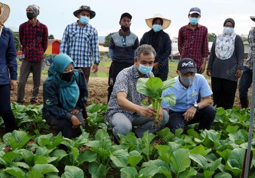 LADANG KONTRAK SAYURAN