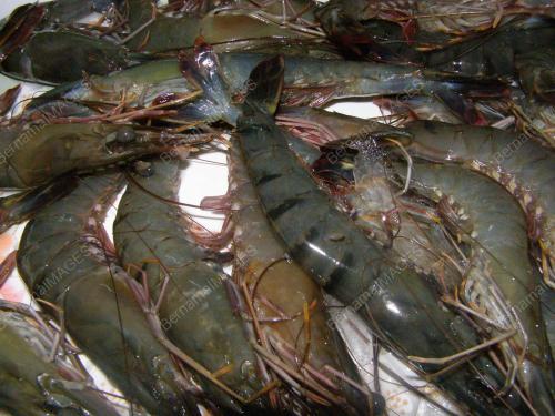 SHRIMPZ