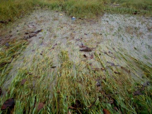 SAWAH TENGGELAMÃÅ 