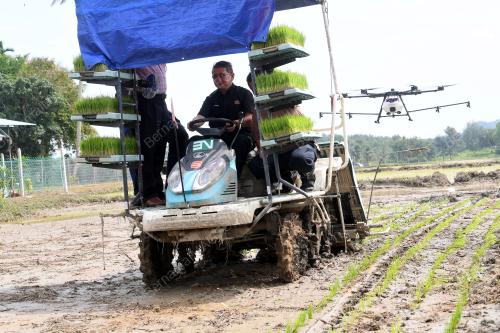 LGK04_02082019_PADI_PULUT
