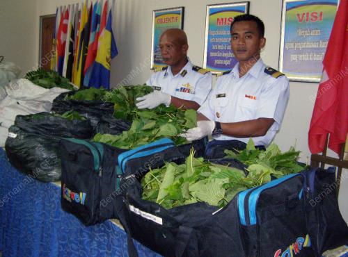DAUN KETUM
