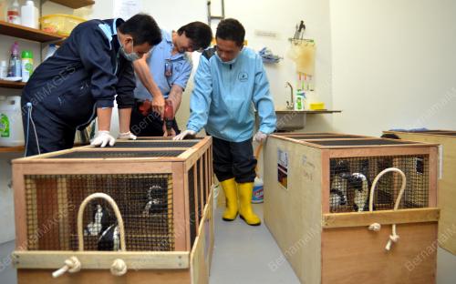LGK05_17122013_PENGUIN_4