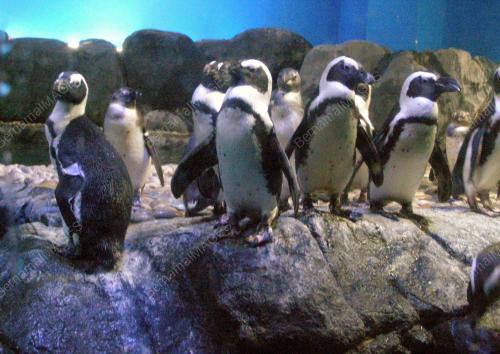 PENGUIN