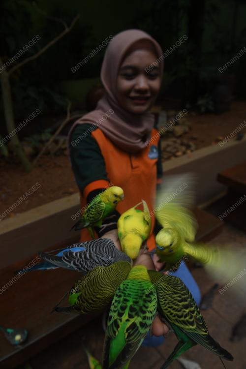 LGK06_03062019_IKAN_KOI_BN201905240590