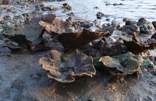 BETING PASIR