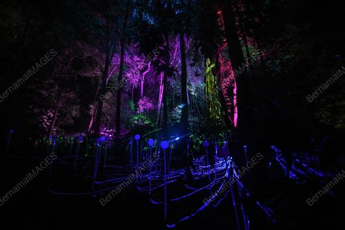 DREAM FOREST LANGKAWI