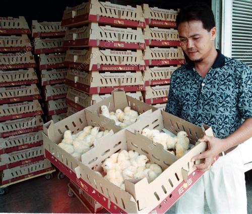 LGK09-17_10_00_ANAK_AYAM_14012016