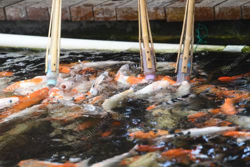 LGK11_03062019_IKAN_KOI_BN201905240590