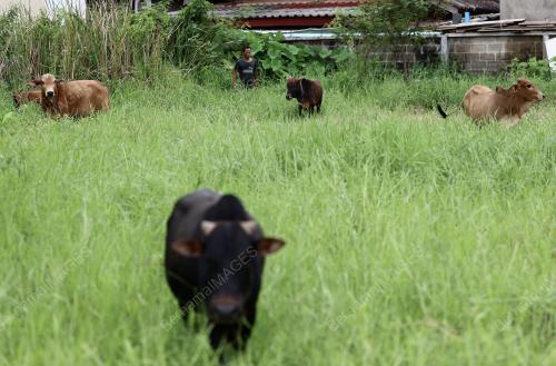 PERSIAPAN AKHIR IBADAH KORBAN DI LAOS