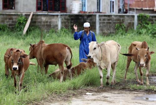 PERSIAPAN AKHIR IBADAH KORBAN DI LAOS