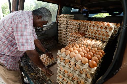 PENIAGA TELUR AYAM