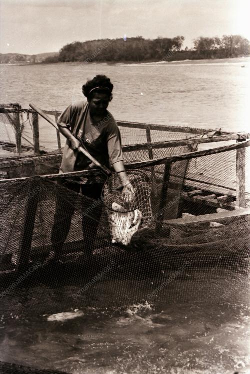 PROJEK TERNAKAN IKAN DALAM SANGKAR