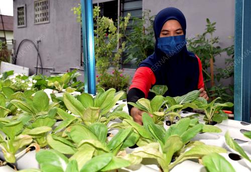 MK01_06122021_MINI_KEBUN