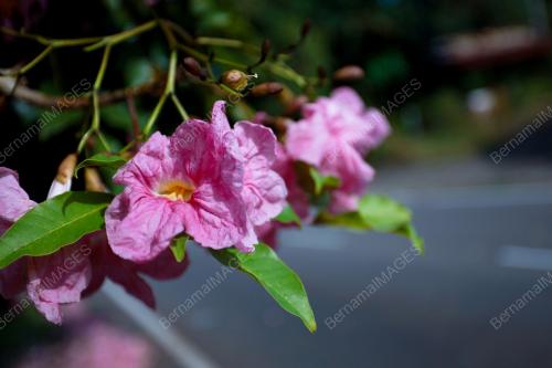 BUNGA SAKURA MALAYSIA
