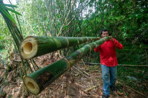 PELITA BULUH MAK NGAH