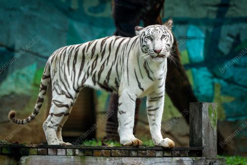 HARIMAU BENGAL PUTIH