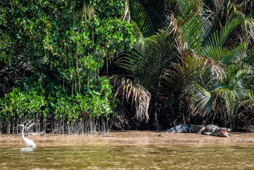 BUAYA SUNGAI LINGGI