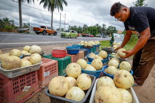 PENIAGA BUAH