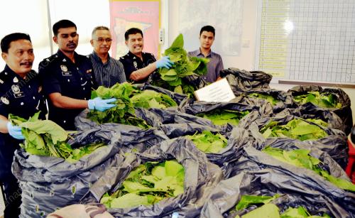 MK01_13062016_POLIS_KETUM