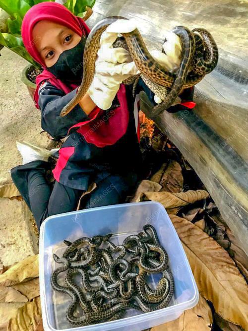 ANAK ULAR ANAKONDA