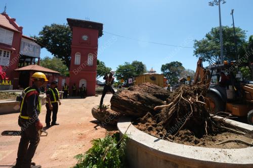 POKOK IKONIK MELAKA TUMBANG